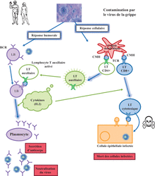 L'immunité adaptative et son utilisation en santé humaine - illustration 3