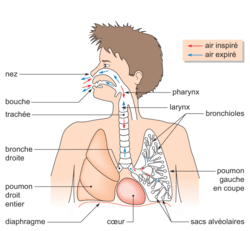 Anatomie, histologie et physiologie de l'appareil respiratoire - illustration 1