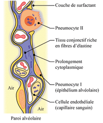 Barrière alvéolo-capillaire