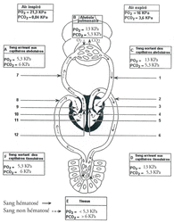Anatomie, histologie et physiologie de l'appareil respiratoire - illustration 6