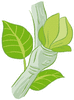 La vie des plantes - illustration 8