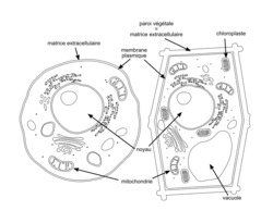 L'organisme pluricellulaire, un ensemble de cellules spécialisées - illustration 1