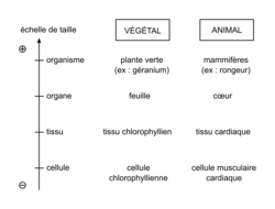 L'organisme pluricellulaire, un ensemble de cellules spécialisées - illustration 2