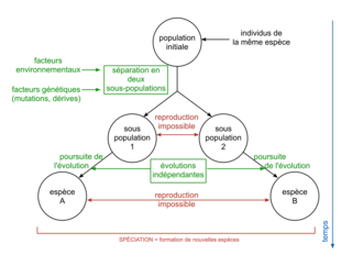 Biodiversité et mécanismes évolutifs - illustration 4