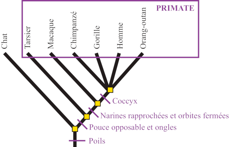 Les relations de parent et la place de l esp ce humaine