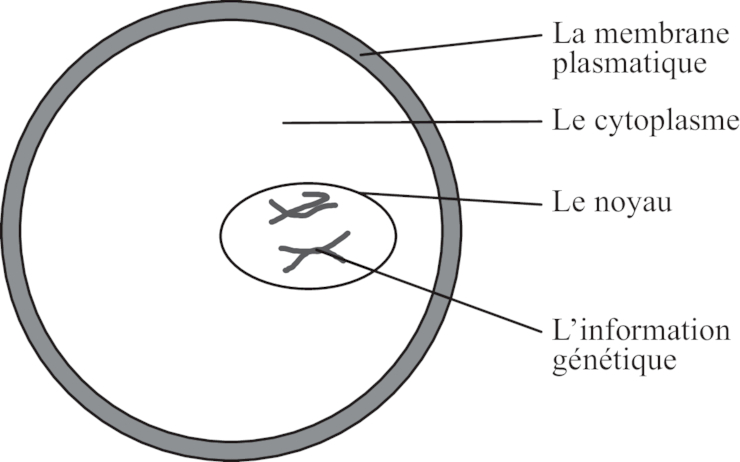 localisation cellulaire de linformation génétique