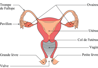 L'appareil reproducteur féminin
