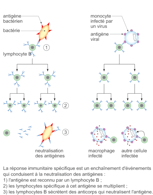 Image 3spo0703 Les Différents Mécanismes De Défense Immunitaire Réviser Une Notion Svt 3615