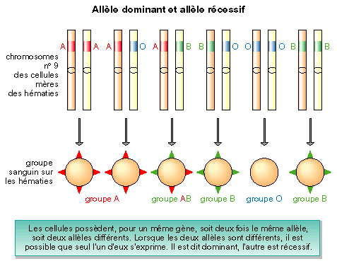 Image 3sud05i07 - Les différentes versions d'un gène : les allèles ...