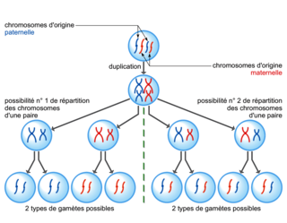 Le comportement des chromosomes lors de la formation des gamètes