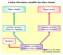Un Anc tre Commun Tous Les tres Vivants R viser Une Notion SVT Un Anc tre Commun Tous Les tres Vivants R viser Une Notion SVT