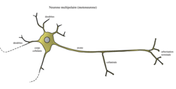 La communication entre les neurones : la transmission synaptique - illustration 1