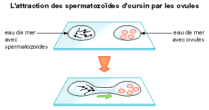 fécondation externe