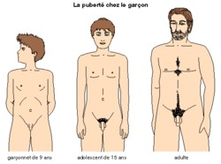La puberté - illustration 2
