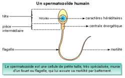 La production des spermatozoïdes et des ovules - illustration 3
