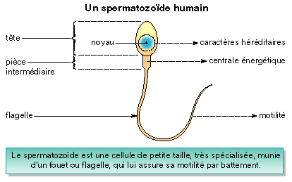Production de spermatozoides