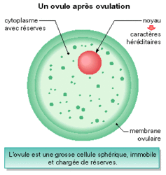 La production des spermatozoïdes et des ovules - illustration 6