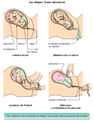 La vie de l'embryon et la naissance - illustration 1