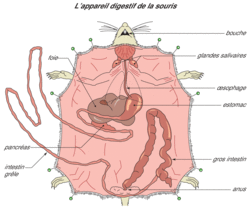 L'appareil digestif - illustration 1
