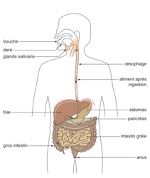 L'appareil digestif - illustration 2
