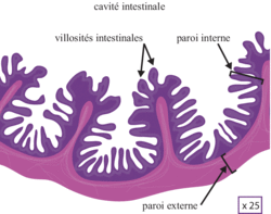 Schéma de coupe transversale d'intestin grêle au microscope