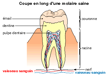 Un appareil digestif en bonne santé - illustration 1