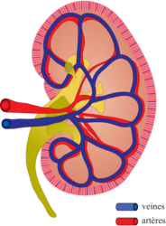 Schéma d'une coupe transversale de rein montrant la vascularisation