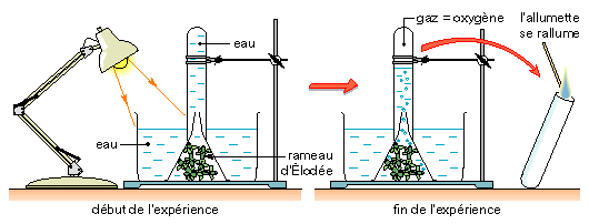 La libération de dioxygène, à la lumière, par des plantes vertes aquatiques