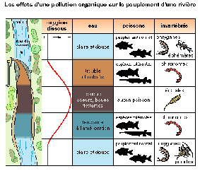 Les effets d'une pollution organique sur le peuplement d'une rivière