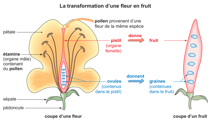 ovule de plante