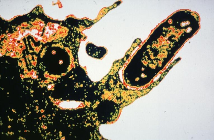 Phagocytose d'une bactérie par un macrophage - illustration 1