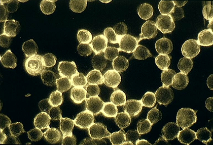 Lymphocytes marqués par un anticorps fluorescent - illustration 1