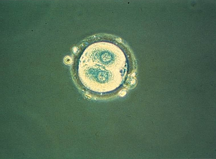 Embryon humain au stade deux cellules - illustration 1