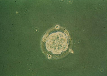 Embryon humain au stade huit cellules - illustration 1
