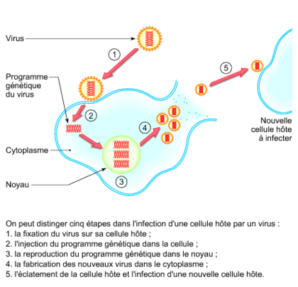 L'infection d'une cellule par un virus - illustration 1