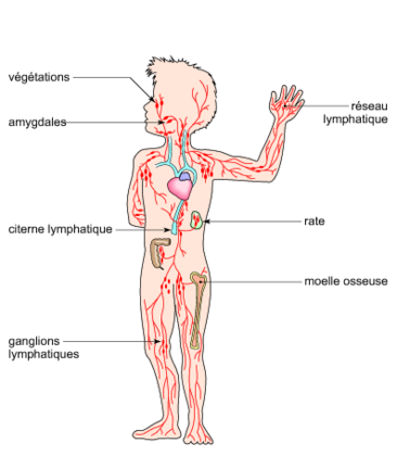 Les organes du système immunitaire - illustration 1