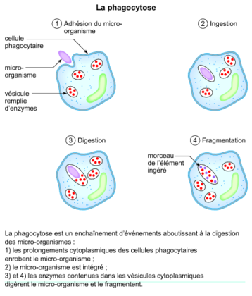 La phagocytose - illustration 1