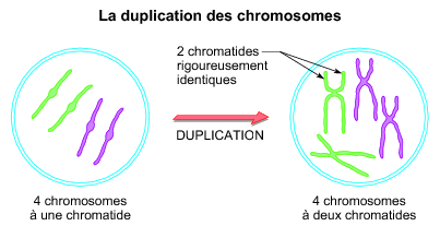 La duplication des chromosomes - illustration 1