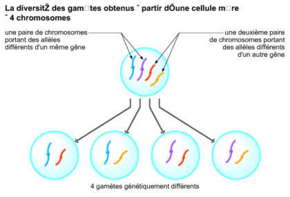 Les gamètes obtenus à partir d'une cellule mère à 4 chromosomes - illustration 1