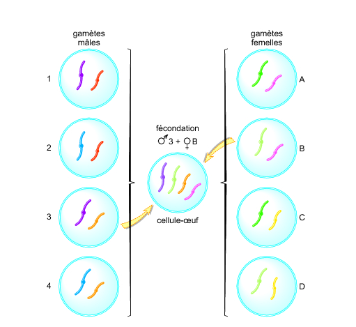 La fécondation - illustration 1