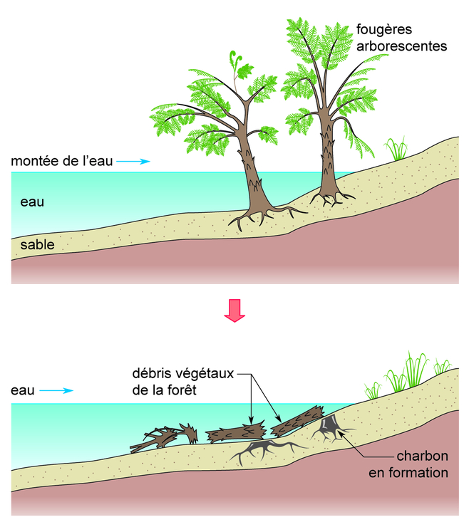 Image 5sah0206 - La formation du charbon - Base documentaire en ...