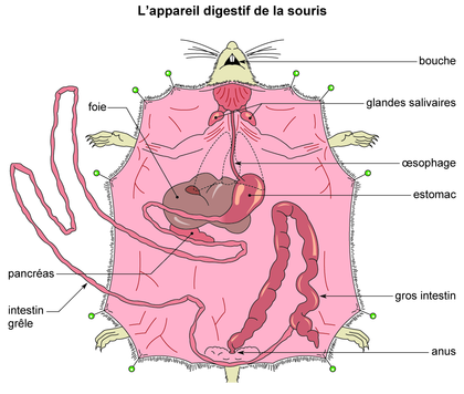L'appareil digestif de la souris - illustration 1