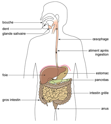 Le trajet des aliments dans l'appareil digestif de l'homme - illustration 1