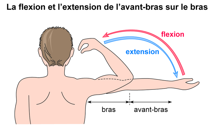 La flexion et l'extension de l'avant-bras sur le bras - Assistance
