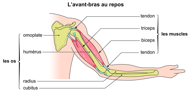 Os-Avant-bras Diagram