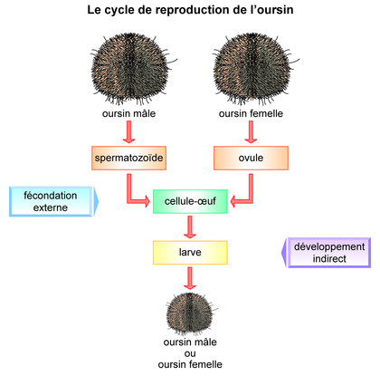 Le cycle de reproduction de l'oursin - illustration 1