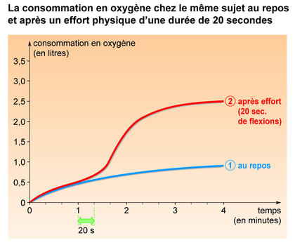La consommation en oxygène au repos et après un effort physique - illustration 1