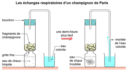 Les échanges respiratoires d'un champignon de Paris - illustration 1