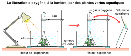 La libération d'oxygène par des plantes vertes aquatiques - illustration 1