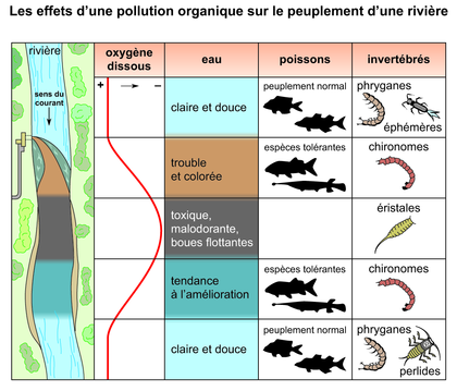Les effets d'une pollution organique sur une rivière - illustration 1